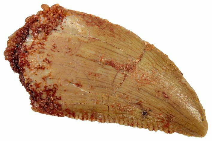 Serrated Raptor Tooth - Real Dinosaur Tooth #358021